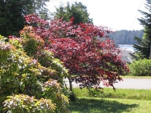 Pacific Drift Inn Ucluelet Dış mekan fotoğraf